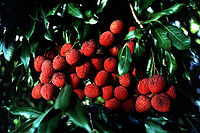 Litchi chinensis: listovi i plod