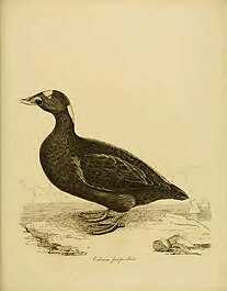 Brilzee-eend (Melanitta perspicillata) uit Jardine's Illustrations of the Duck Tribe'