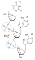 Phosphodiester bond