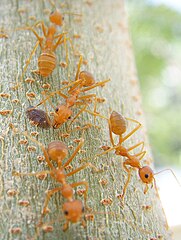 ...and some orange ants.