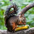 Bunthörnchen in Costa Rica