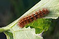 13 Spilosoma canescens caterpillar uploaded by 99of9, nominated by 99of9