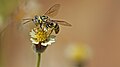 Wasp feeding the nectar of Tridax procumbens