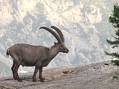 Male ibex near the Cougourde refuge