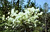 Blühender Schneebaum (Chionanthus verginicus)