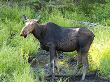 Alces alces americanus