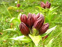 Gentiana purpurea