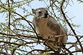 Buschschliefer (Heterohyrax brucei)