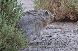 Капський заєць (Lepus capensis)