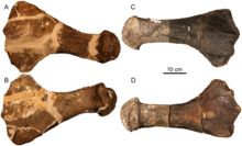 Humérus et fémur du spécimen UNSM 50133