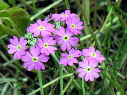 Raktažolė pelenėlė (Primula farinosa)