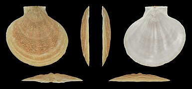 Pseudamussium peslutrae (Seven Rayed Scallop) left valve