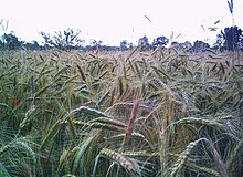 Rye is a secondary crop, originally being a mimetic weed of wheat.