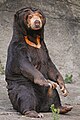 Sun bear (Helarctos malayanus)