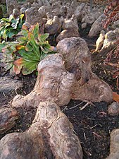 Pneumatophores (rootknees) de Taxodium distichum, jardin botanique de Berlin.