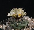 Turbinicarpus swobodae