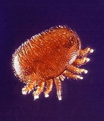 Varroa Mite