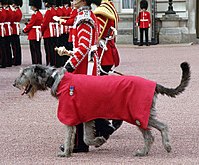 Maskot Irish Guards berpakaian perarakan