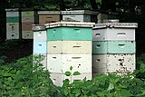 Modern beehives