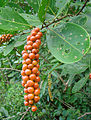 Citharexylum caudatum