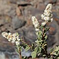 Holodiscus microphyllus flower spikes