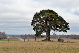 Laekvere mänd