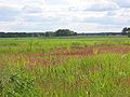 en: Meadow / de: Wiese