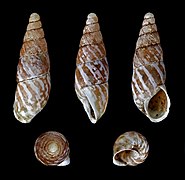 Napaeus variatus, Shell