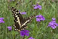 Papilio demodocus