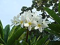 Bělokvětá varieta Plumeria rubra