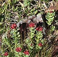 Rosy sedum (Sedum rosea) clump, from side