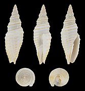 Subcancilla hindsii (Hinds's Mitre), shell