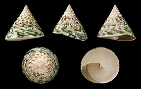 Tectus pyramis (Green Top Shell), Shell