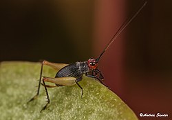 Nyenje mkia-upanga (Triconidium sp.)