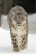 Snøleopard (Uncia uncia). Foto: Bernard Landgraf