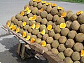 Quararibea cordata, South American sapote