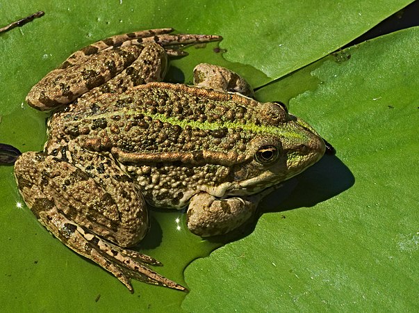 沼泽青蛙（Pelophylax ridibundus），摄于德国黑森州林巴赫