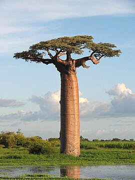 Baobab, Madagascar