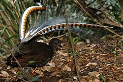 Superb Lyrebird