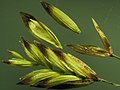 Melica spectabilis（コメガヤ属・イネ科）穎は苞葉に由来する