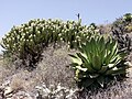 Baja California Desert, Cataviña region, Baja California, México / Desierto de Baja California, región de Cataviña, Baja California, México