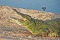 Crocodile in Israel