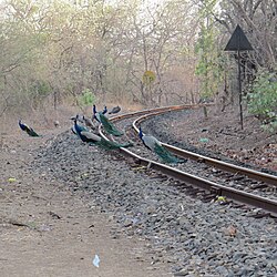 Narrow gauge Railway Nainpur