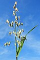 infructescence