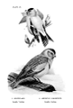 Plectrophenax nivalis (common: Snowflake) Plate 28 in: Birdcraft, 1897