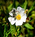 Cistus monspeliensis – Tournasol7