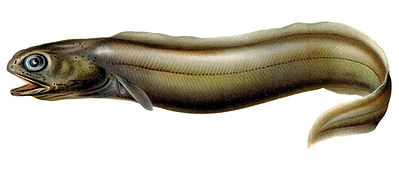 Coloconger raniceps, a Colocongridae