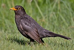 Amsel (von Andreas Trepte)