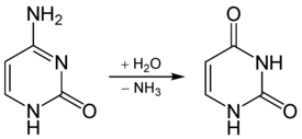 Deamidation of cytosine to uracil.