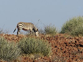 Bergzebra